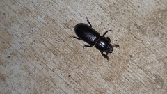 Aulacocyclus