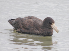Macronectes giganteus