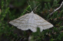 Perconia strigillaria