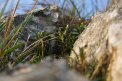 Polygaloides chamaebuxus