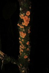 Stereum rugosum