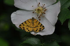 Pseudopanthera macularia