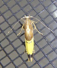 Labdia deliciosella