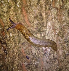 Limacus