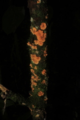 Stereum rugosum