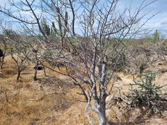 Bursera