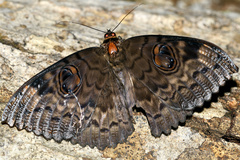 Erebus walkeri