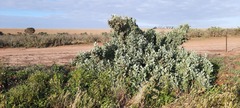 Atriplex nummularia