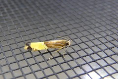 Labdia deliciosella
