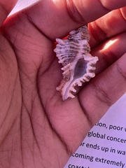 Chicoreus brevifrons