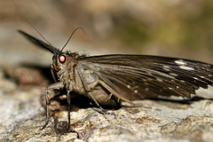 Erebus walkeri