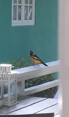 Icterus icterus