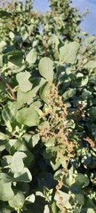Atriplex nummularia