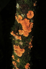 Stereum rugosum