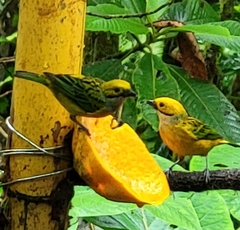 Tangara icterocephala