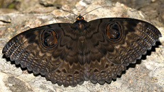 Erebus walkeri
