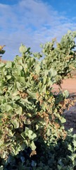 Atriplex nummularia