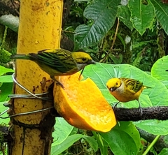 Tangara icterocephala