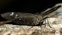 Erebus walkeri