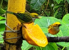 Tangara icterocephala