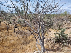 Bursera