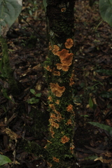 Stereum rugosum