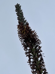 Agave lechuguilla