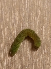 Phlogophora meticulosa