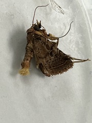 Protorthodes oviduca