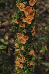 Stereum rugosum