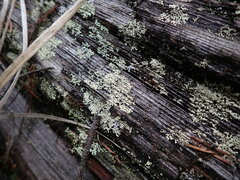 Parmeliopsis ambigua