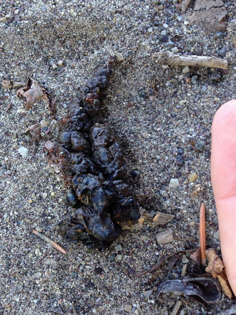 Western Spotted Skunk (Utah Mammals) · iNaturalist