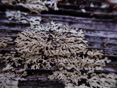 Parmeliopsis ambigua