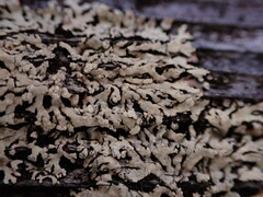 Parmeliopsis ambigua