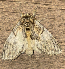 Peridea basitriens