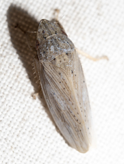 Prairiana