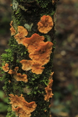 Stereum rugosum