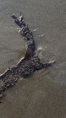 Chondracanthus exasperatus