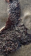 Chondracanthus exasperatus