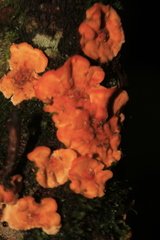 Stereum rugosum