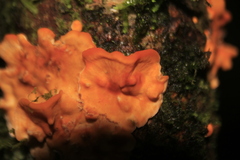 Stereum rugosum