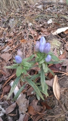 Gentiana saponaria