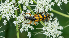Rutpela maculata