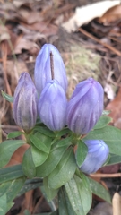 Gentiana saponaria