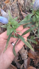 Gentiana saponaria