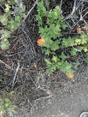 Castilleja latifolia