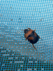 Bolbocerosoma hamatum