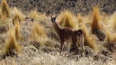 Lama guanicoe