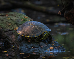 Trachemys venusta iversoni