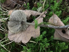 Tephrocybe rancida